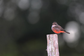 Premier séjour à Crooked Tree , au Bélize en octobre 2021