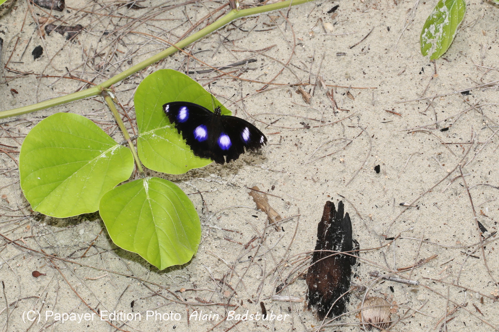 L'Australie à Cow Bay et Cape Tribulation en 2017