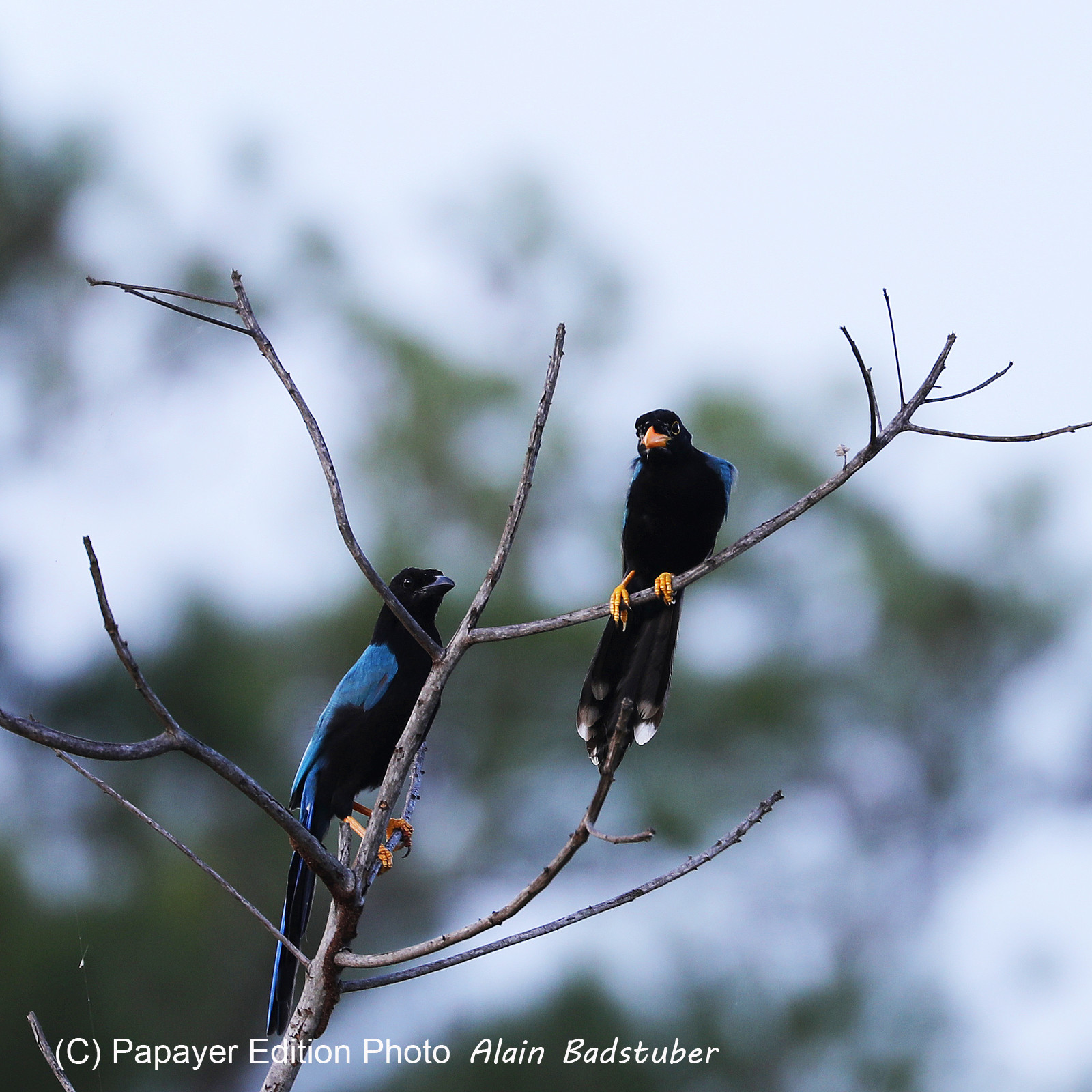 Premier séjour à Crooked Tree , au Bélize en octobre 2021