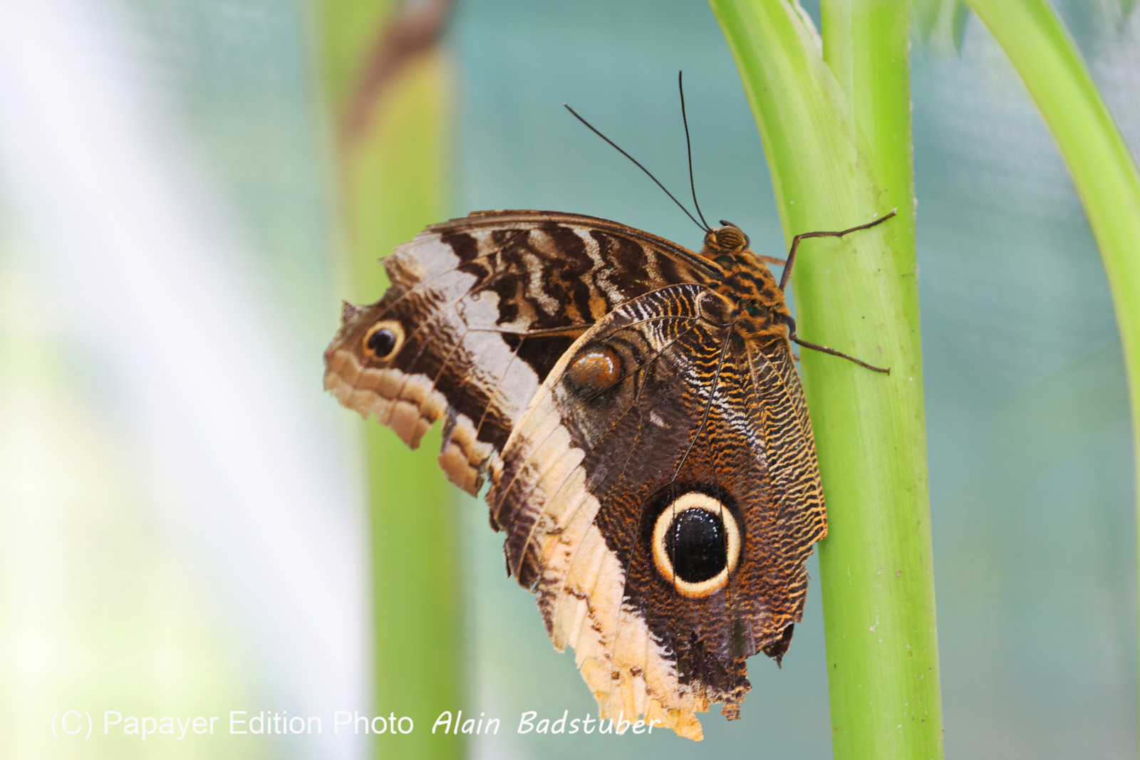 Punta Culebra Nature Center