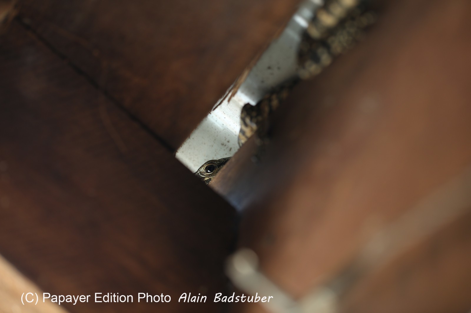 Reptiles à Cape Tribulation