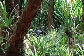 Oiseaux à Cape Tribulation