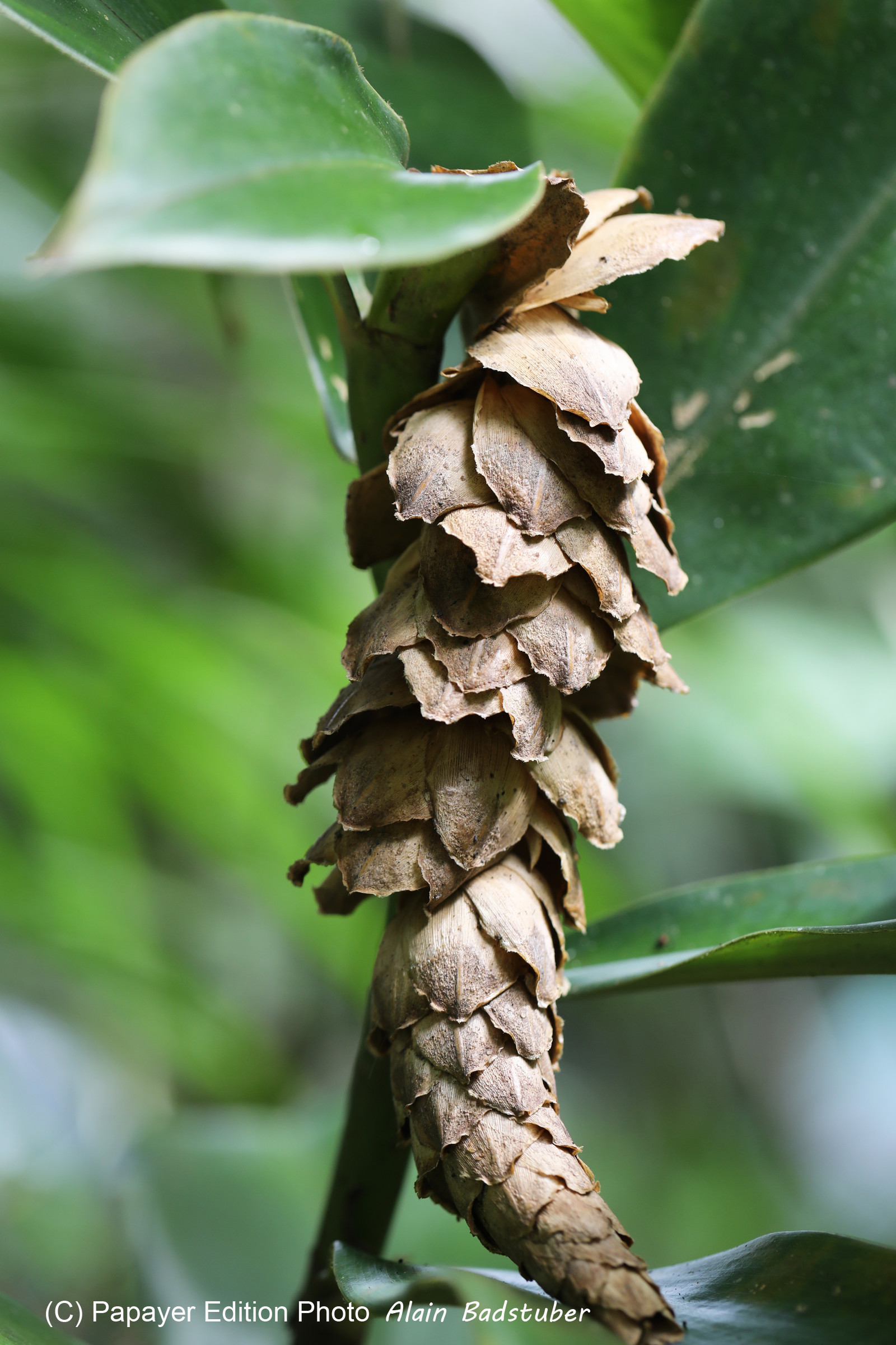 Quatre jours de terrain à Punta Gorda