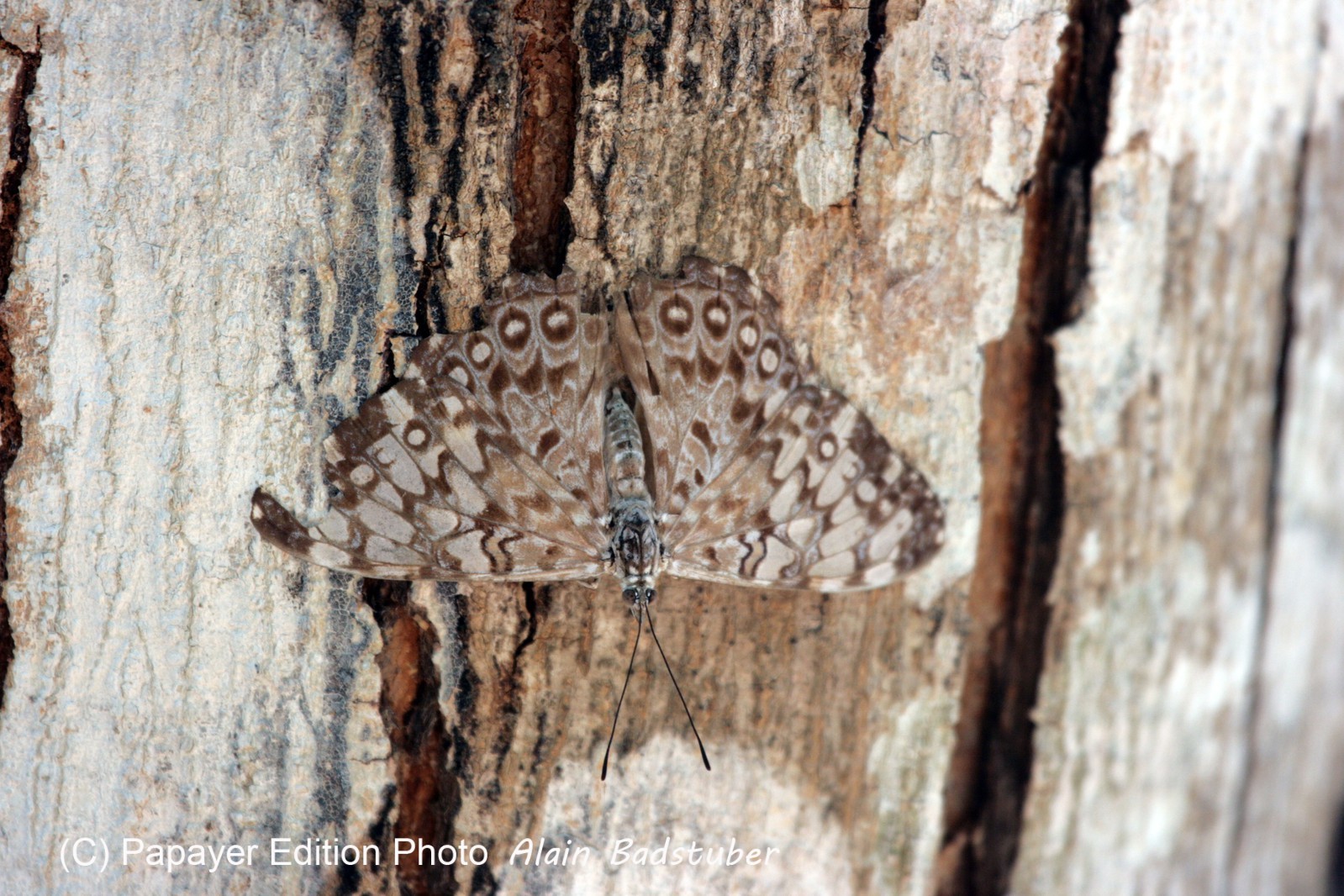 Images_Belize_2011_046