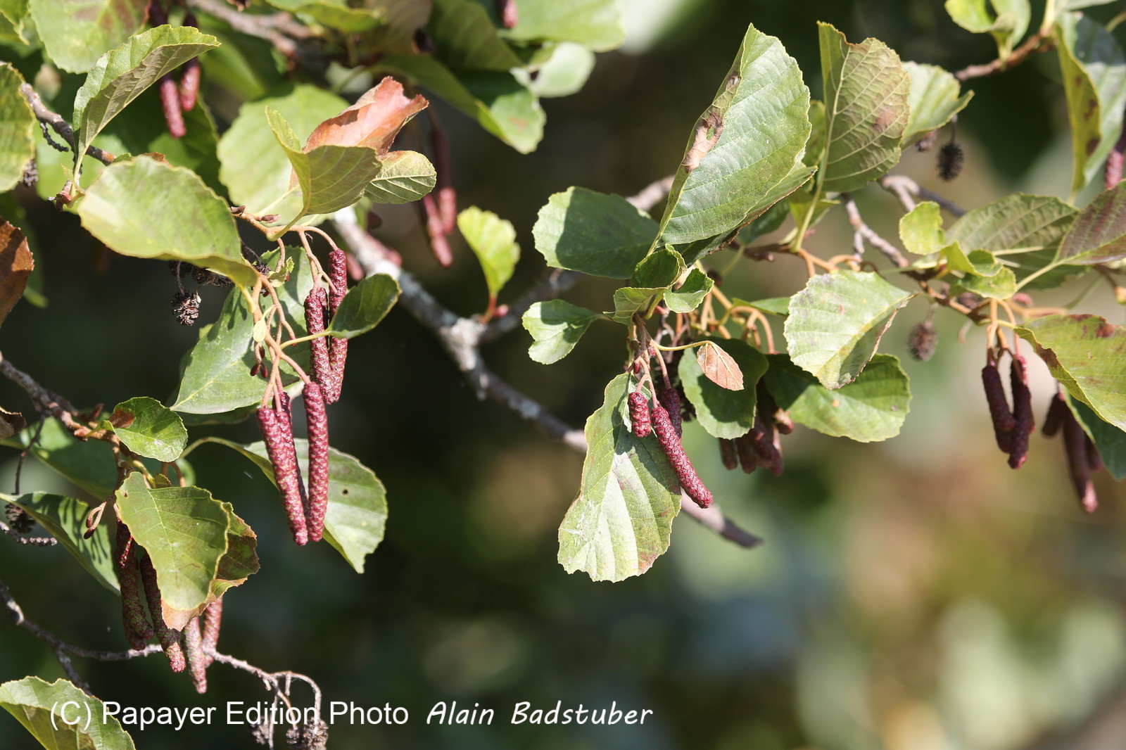 Ile aux oiseaux à Vaumarcus