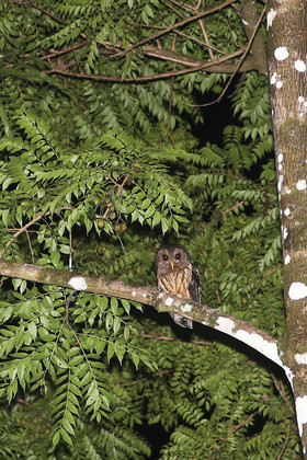 Quatre jours de terrain à Punta Gorda