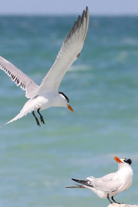 Deuxième séjour à Sarteneja, Bélize, Novembre - Décembre 2021