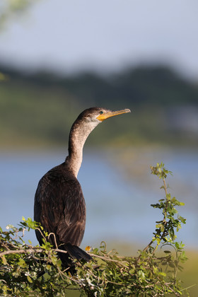 Premier séjour à Crooked Tree , au Bélize en octobre 2021