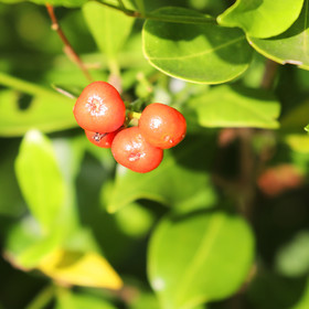 Végétaux et Champignons