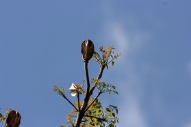 Images_Belize_2011_247