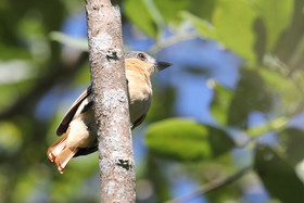 Deuxième séjour à Sarteneja, Bélize, Novembre - Décembre 2021