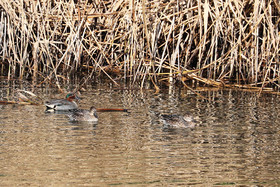 Faune et Flore de Suisse, 2022