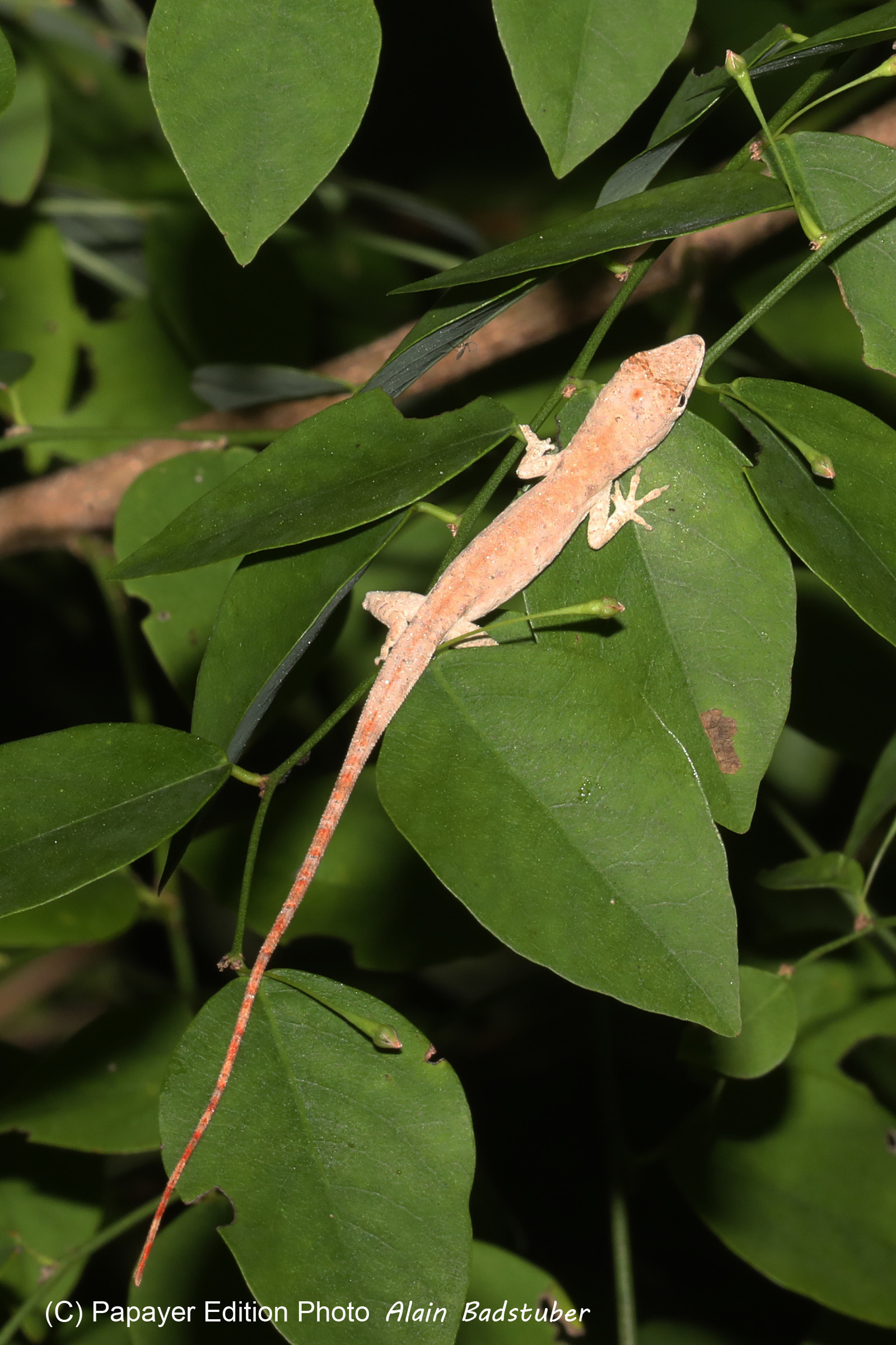 Deuxième séjour à Sarteneja, Bélize, Novembre - Décembre 2021