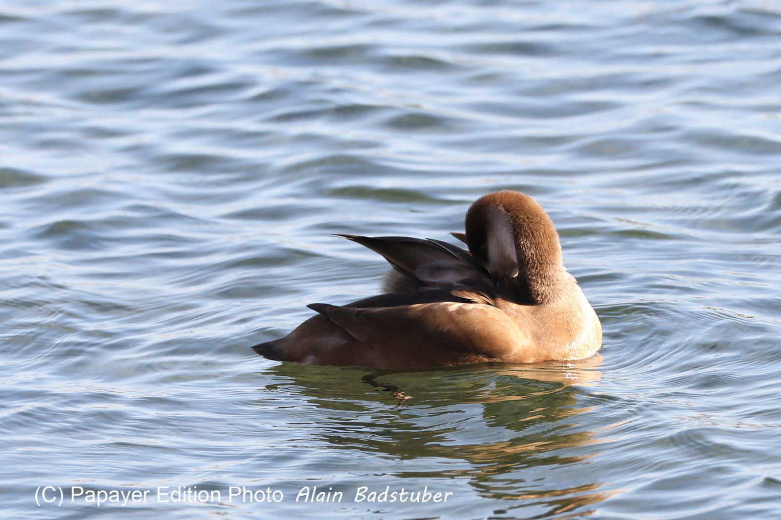 Faune et Flore de Suisse, 2022, Vaumarcus, Nettes rousses