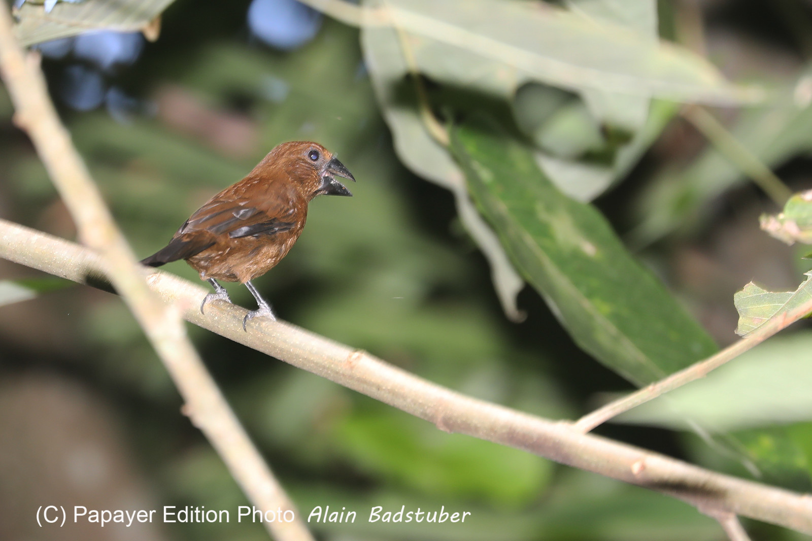 Quatre jours de terrain à Punta Gorda