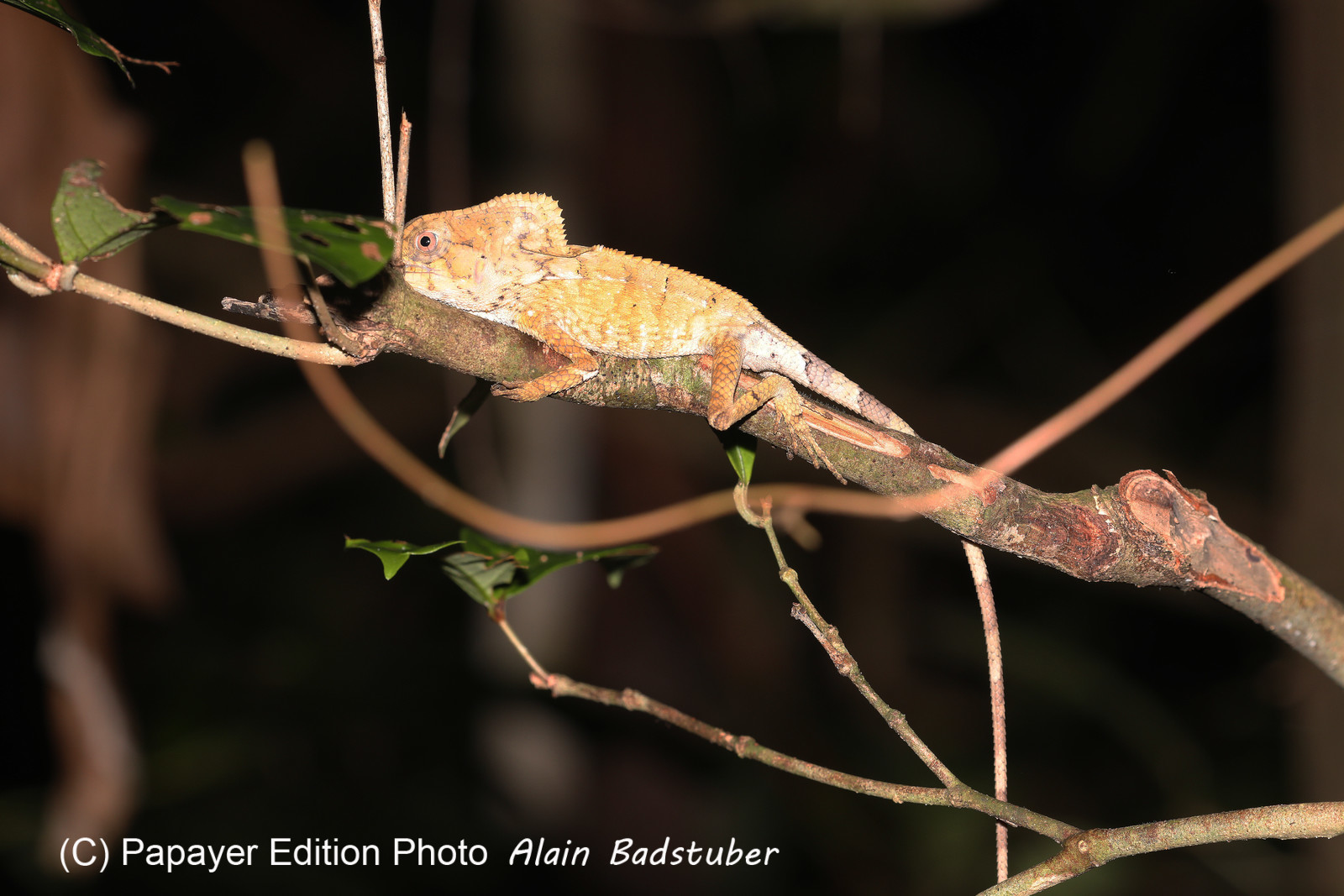 Quatre jours de terrain à Punta Gorda
