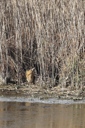 Faune et Flore de Suisse, 2022