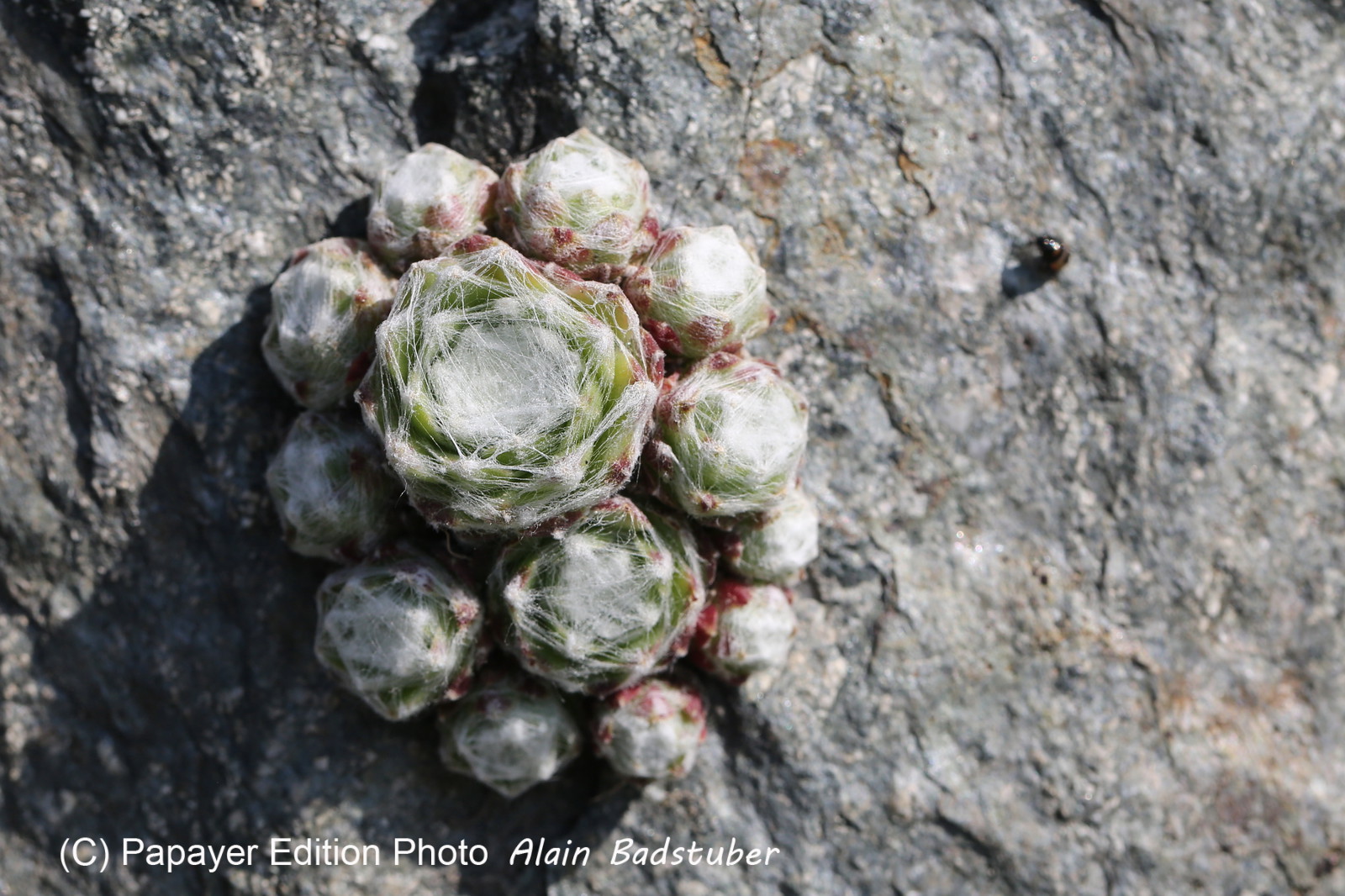 Ballade aux Follatères en mai 2018