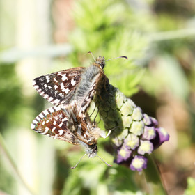 Papillons Hesperidae, accouplement
