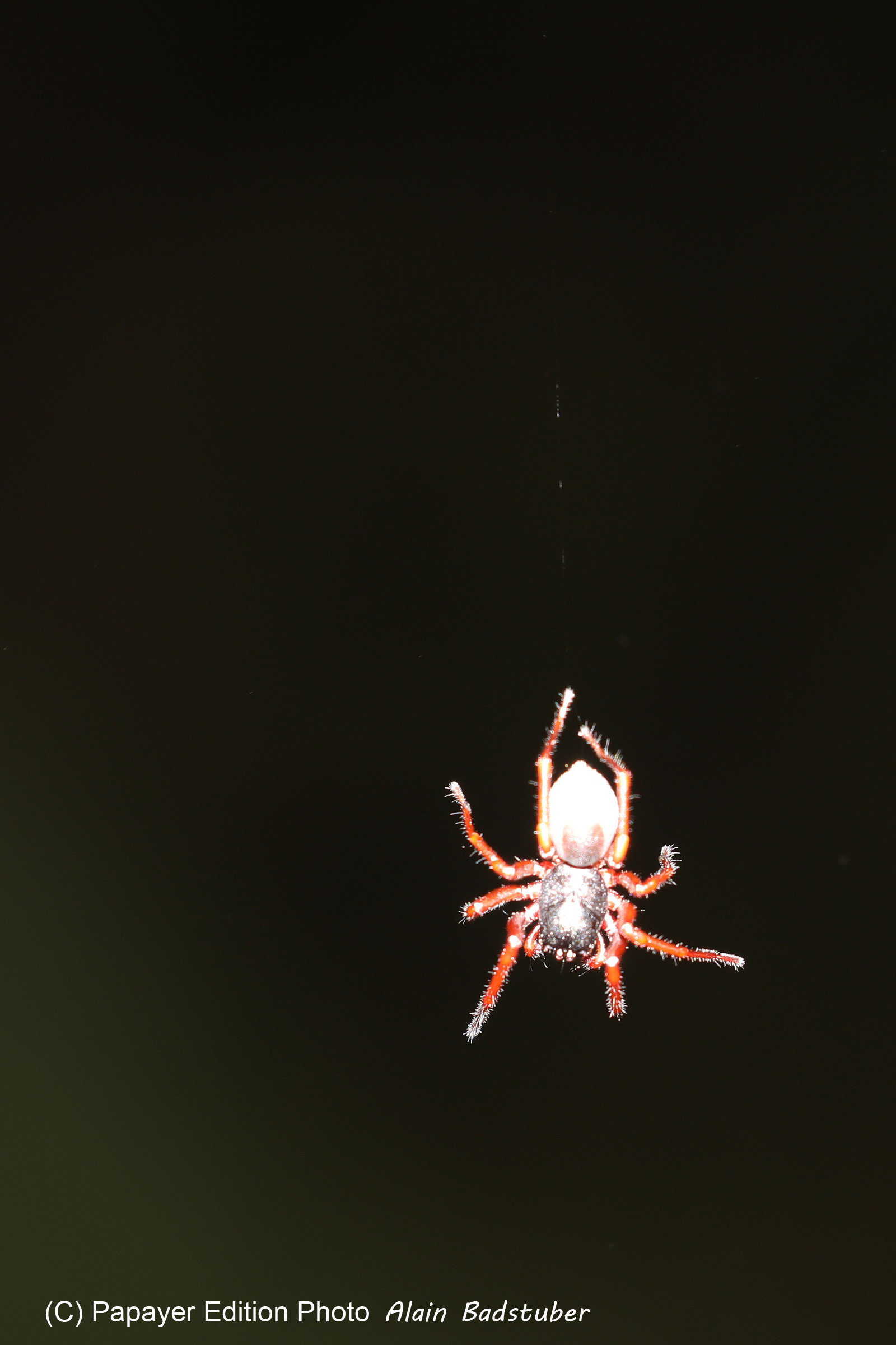 Quatre jours de terrain à Punta Gorda