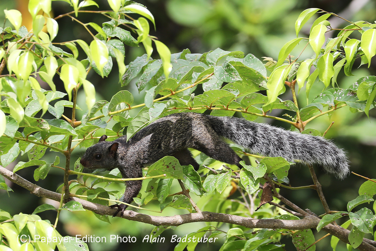 Premier séjour à Crooked Tree , au Bélize en octobre 2021