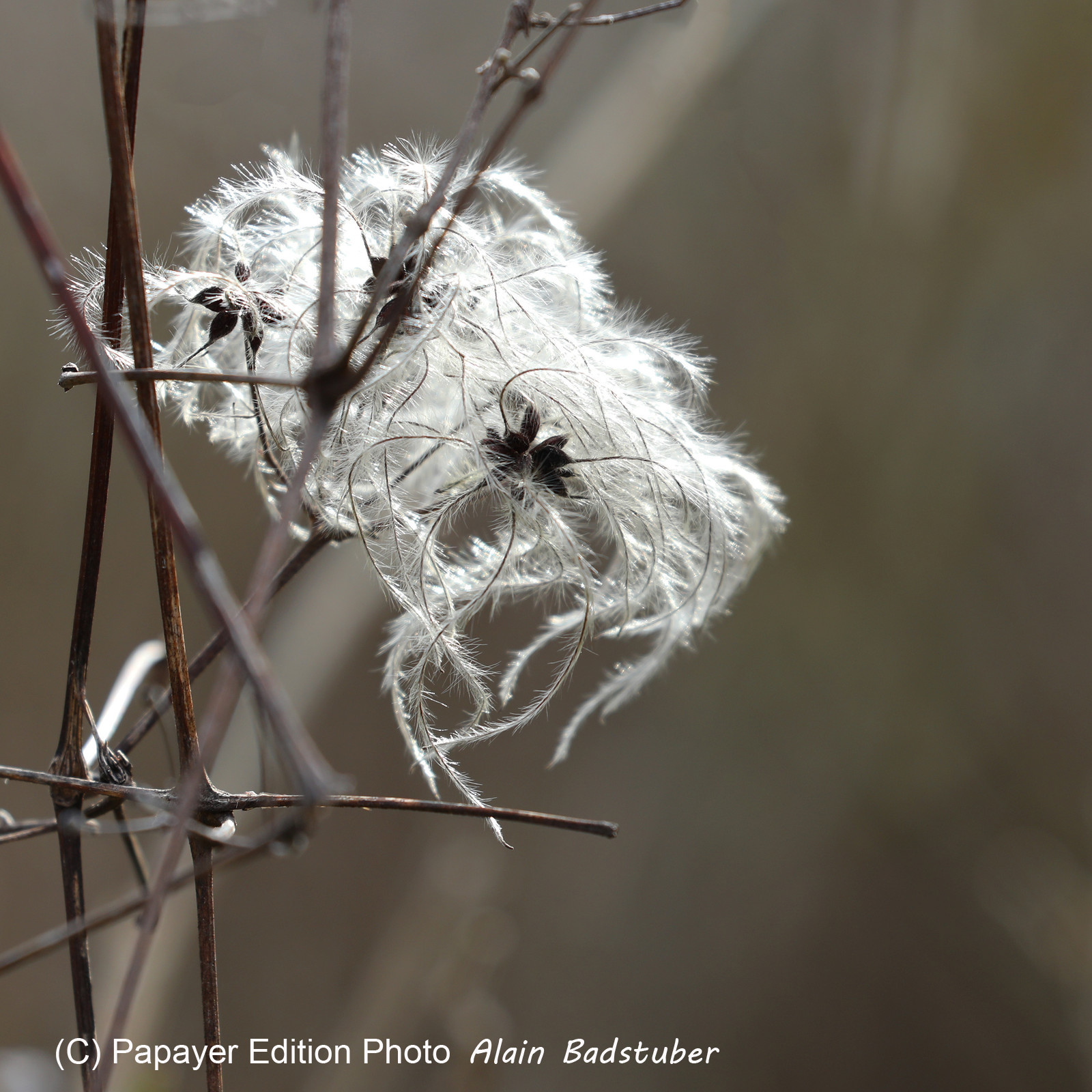 Faune et Flore de Suisse, 2022
