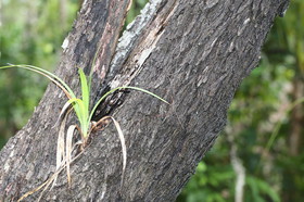 L'Australie à Cow Bay et Cape Tribulation en 2017