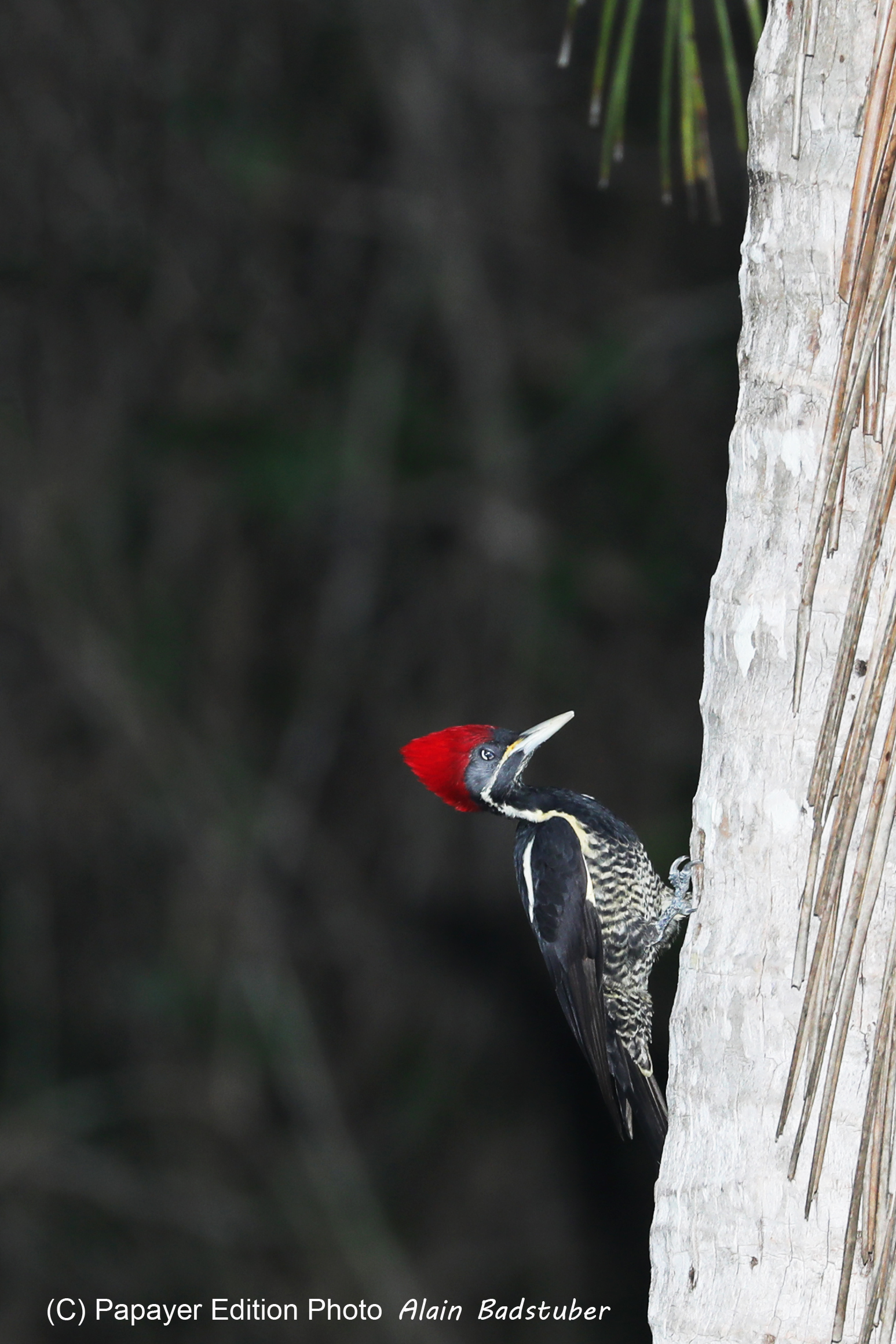 Deuxième séjour à Sarteneja, Bélize, Novembre - Décembre 2021