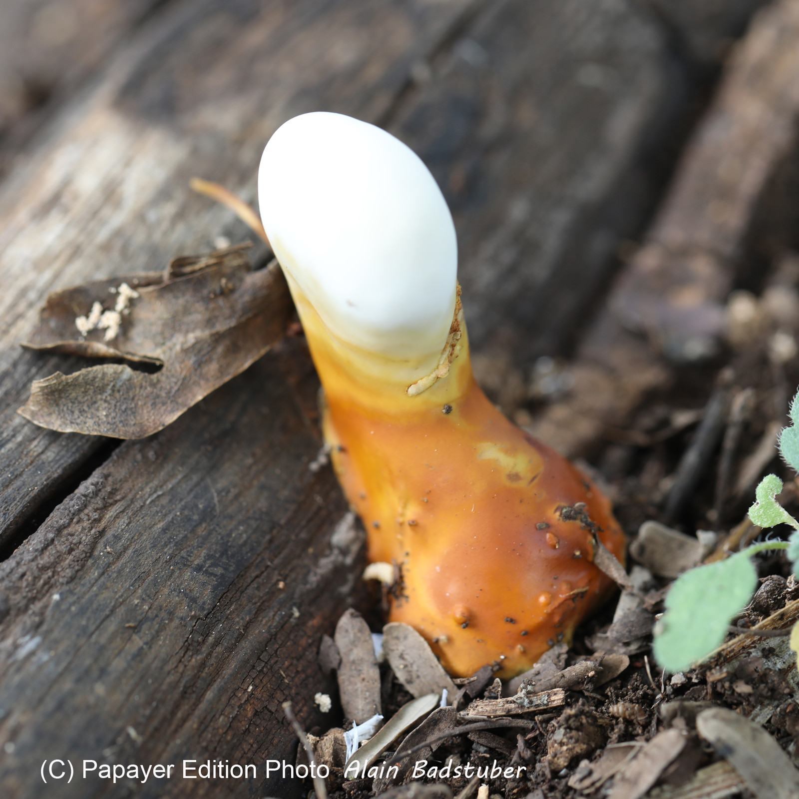 Végétaux et Champignons