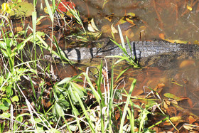 Hopkins, Octobre-Novembre 2021