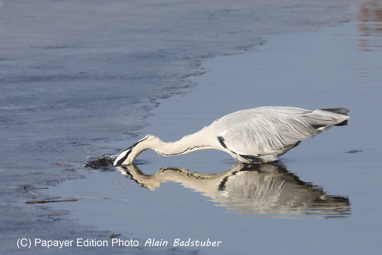 Faune et Flore de Suisse, 2022, Champs-Pittet, Heron cendré