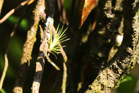 Bromeliacee-epiphyte_1.jpg