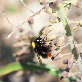 Bourdon des prés (Bombus pratorum)