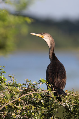 Premier séjour à Crooked Tree , au Bélize en octobre 2021