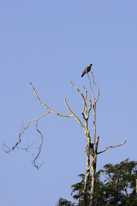 Deuxième séjour à Sarteneja, Bélize, Novembre - Décembre 2021