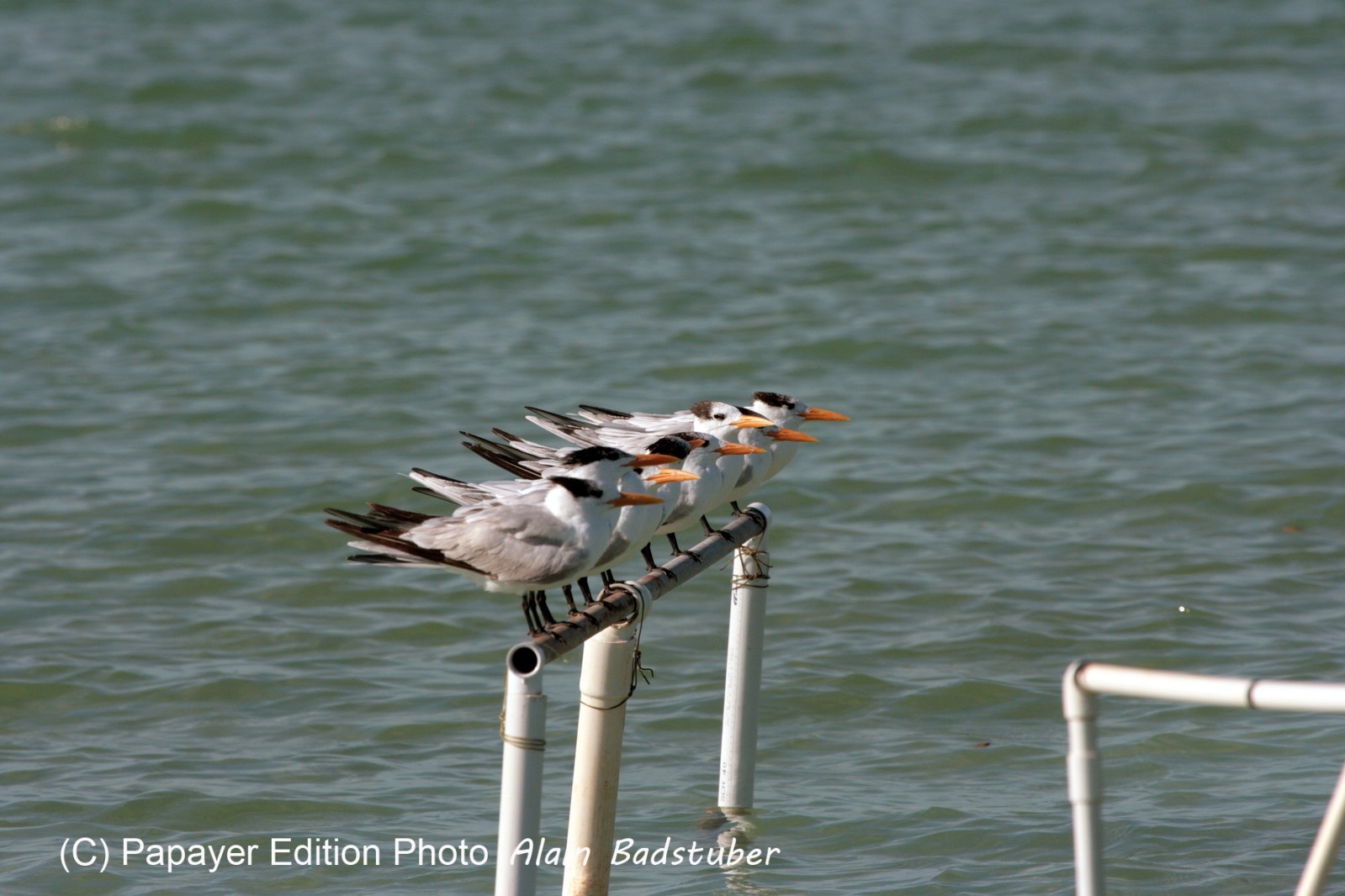 Images_Belize_2011_384