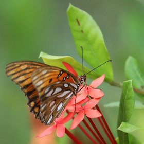 Premier séjour à Crooked Tree , au Bélize en octobre 2021