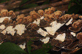 Quatre jours de terrain à Punta Gorda