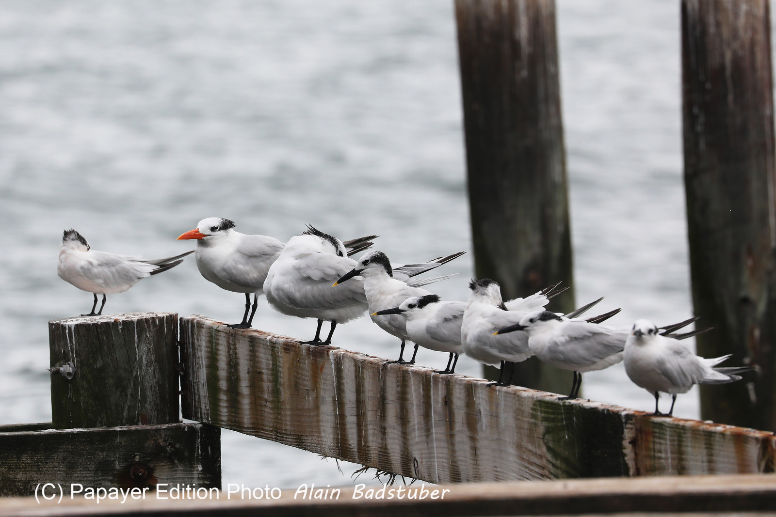 Hopkins, Octobre-Novembre 2021