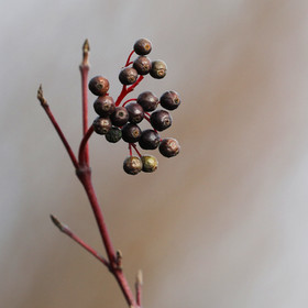 Faune et Flore de Suisse, 2022