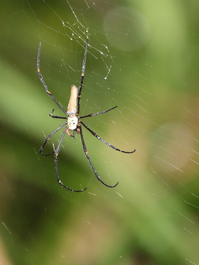 L'Australie à Cow Bay et Cape Tribulation en 2017