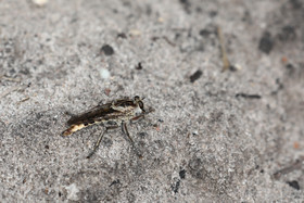 Premier séjour à Crooked Tree , au Bélize en octobre 2021