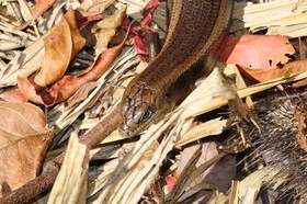 Reptiles à Cape Tribulation