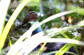 Oiseaux à Cape Tribulation