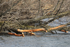 Faune et Flore de Suisse, 2022, Vaumarcus, Traces de Castor