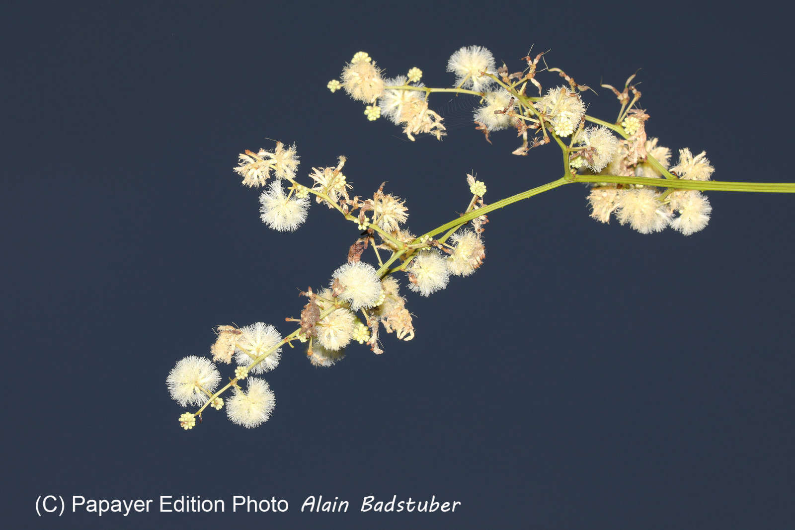 Deuxième séjour à Sarteneja, Bélize, Novembre - Décembre 2021
