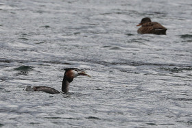 Faune et Flore de Suisse, 2022, Vaumarcus, Repas d'un Grèbe huppé