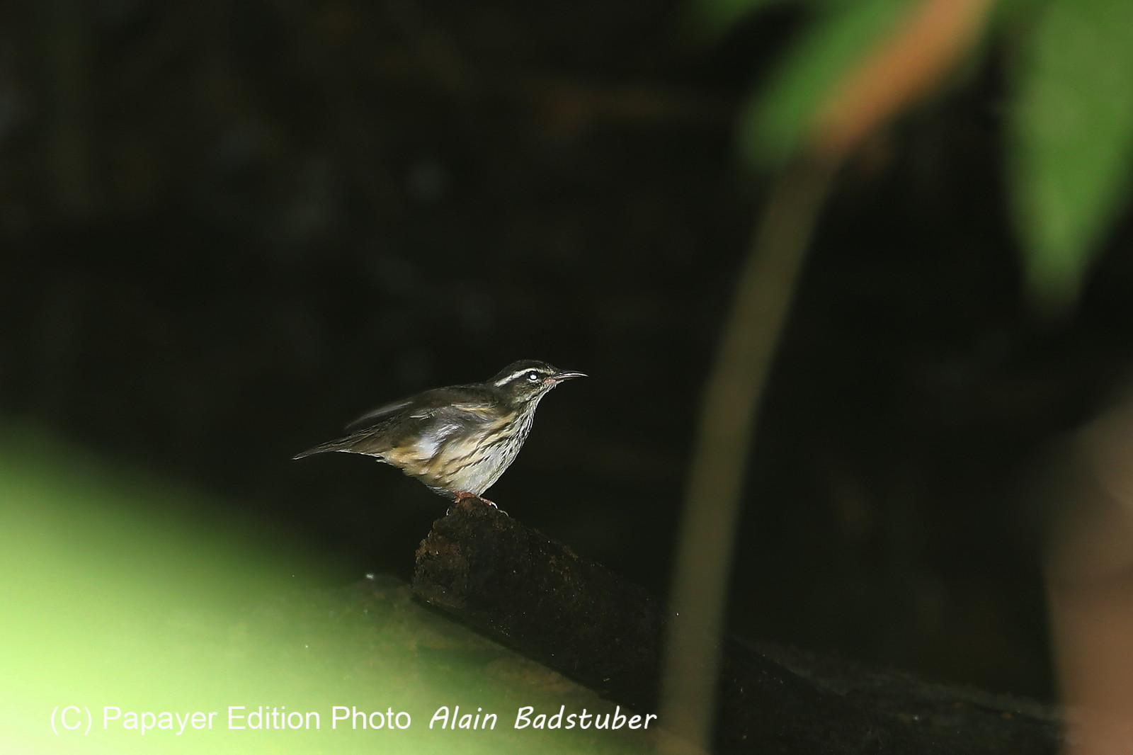 Hickatee Cottages, 4 jours de photo