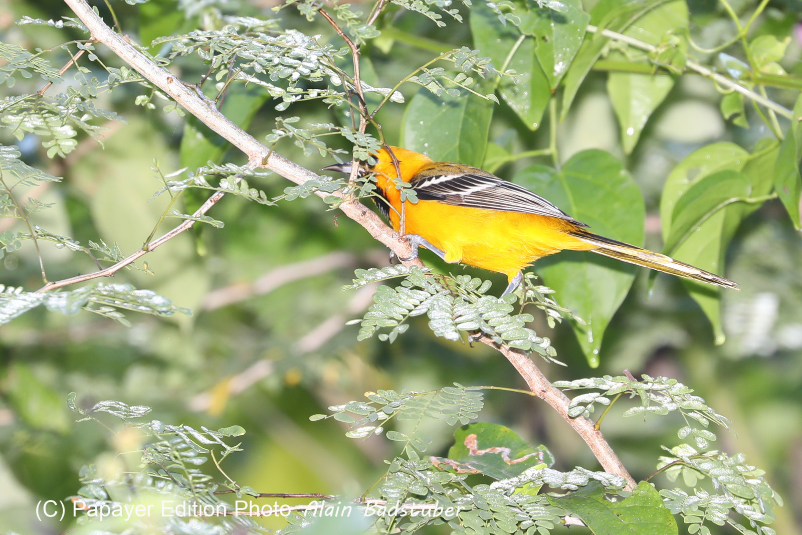Deuxième séjour à Sarteneja, Bélize, Novembre - Décembre 2021