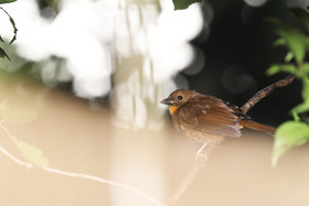 Deuxième séjour à Sarteneja, Bélize, Novembre - Décembre 2021